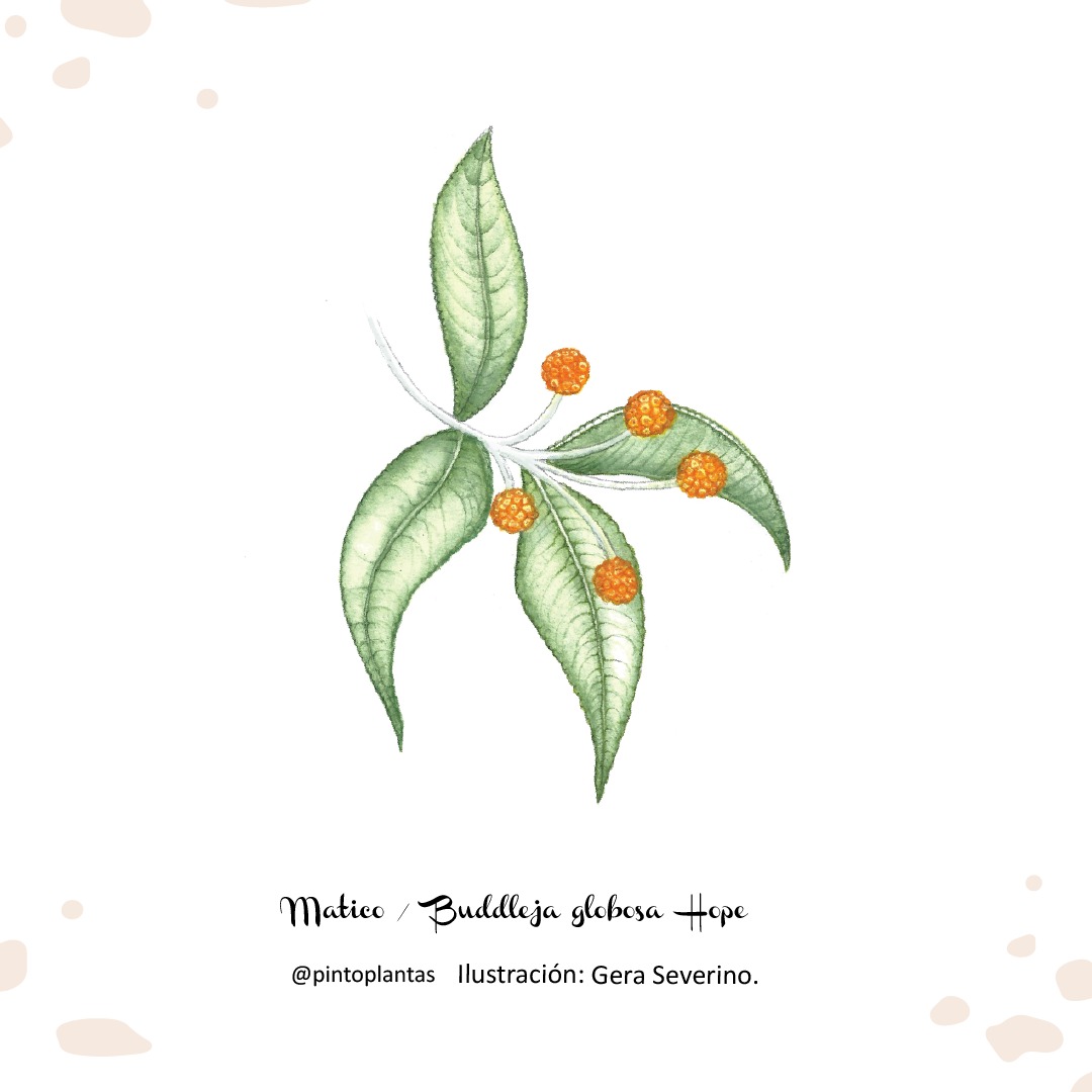 Baños con plantas medicinales – Botanical-online